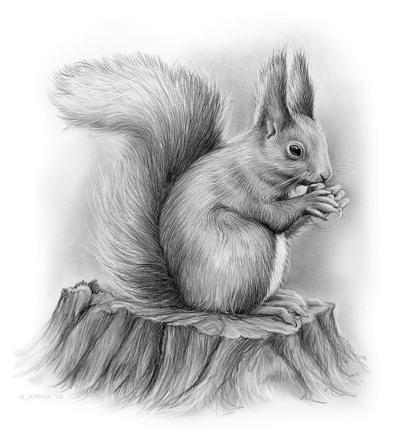 Nature Drawing - Squirrel by Greg Joens