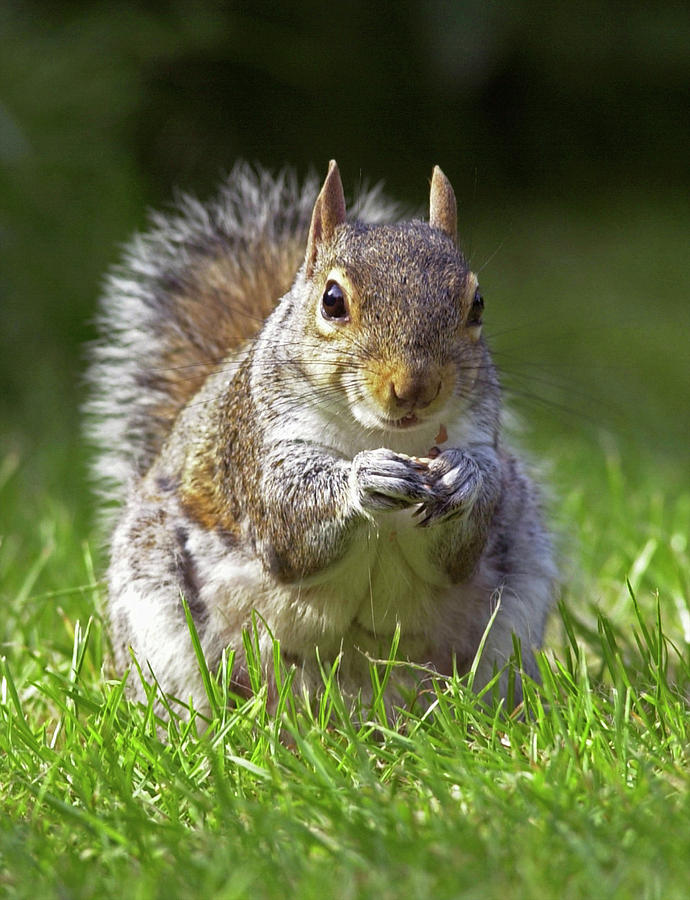 Squirrel Grey Gray Squirrel Sciurus carolinensis Photograph by David ...