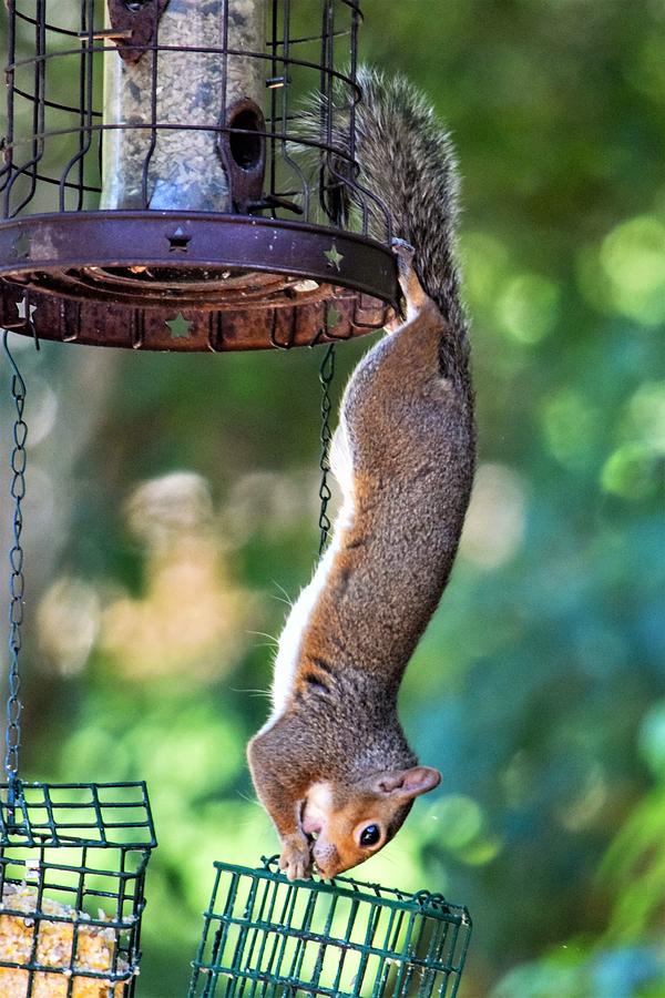 Squirrel Gymnastics Photograph by Mary Ann Artz - Fine Art America