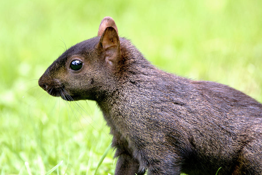 squirrel Headshot Photograph by David Stasiak