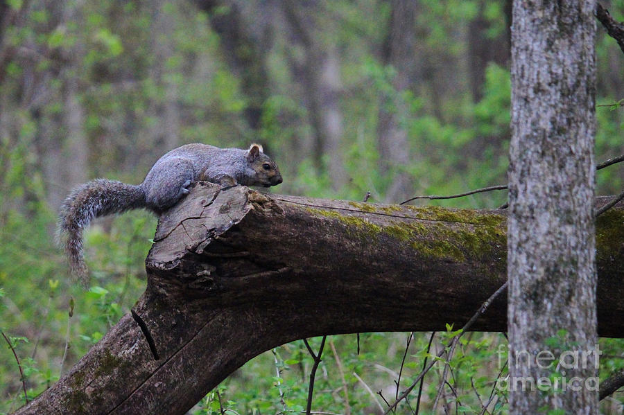 hide the squirrel