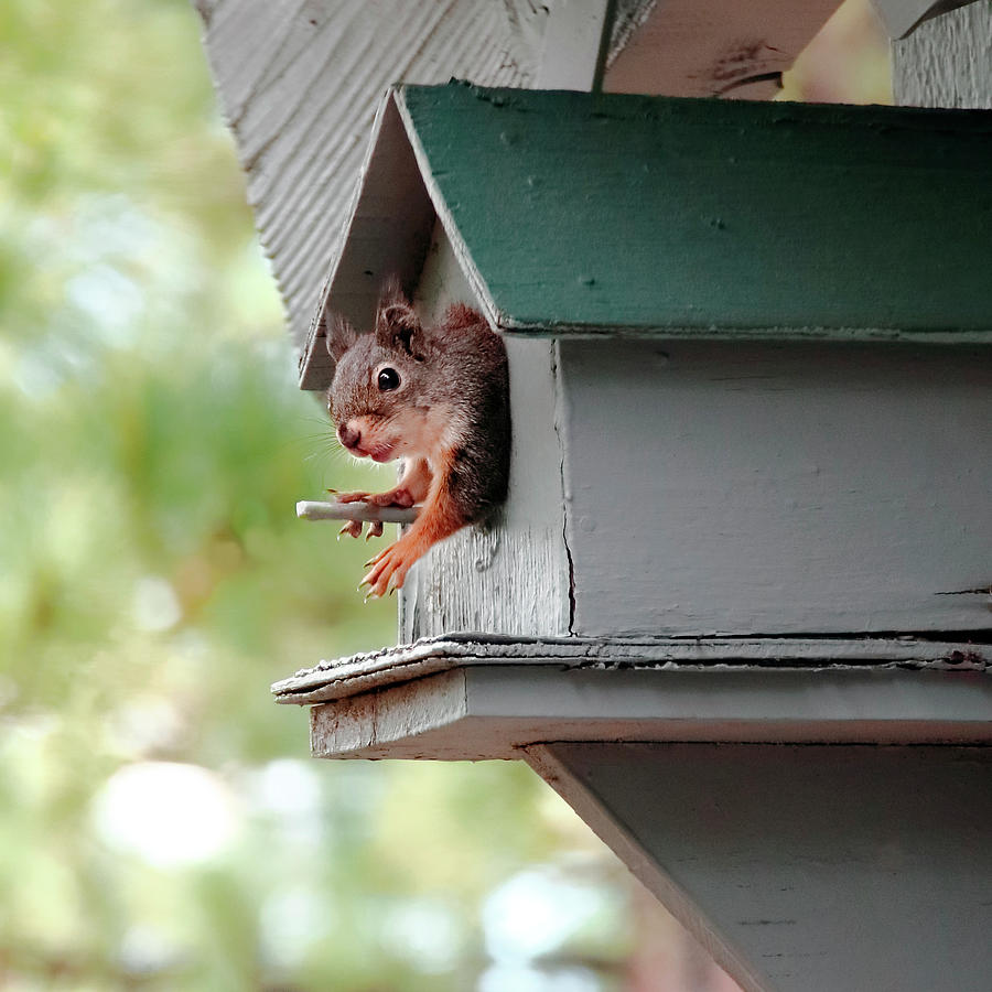 Nature Photograph - Squirrel House by Diane Zucker