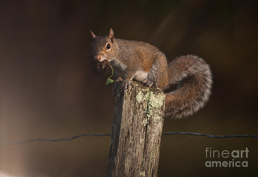 Squirrel III Photograph by Douglas Stucky