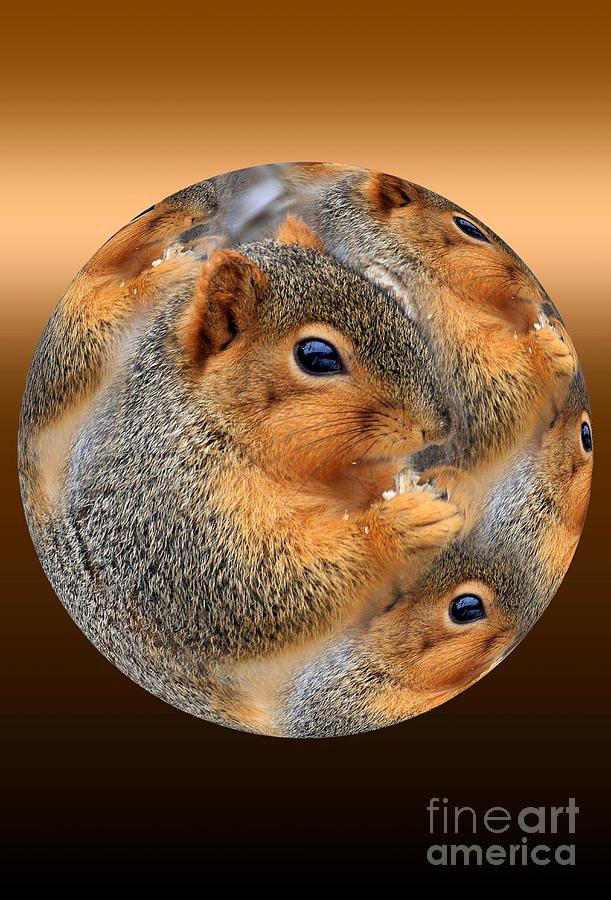 Squirrel in a ball no.3 Photograph by Rick Rauzi