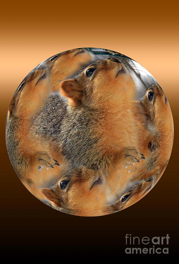 Squirrel in a Ball Photograph by Rick Rauzi