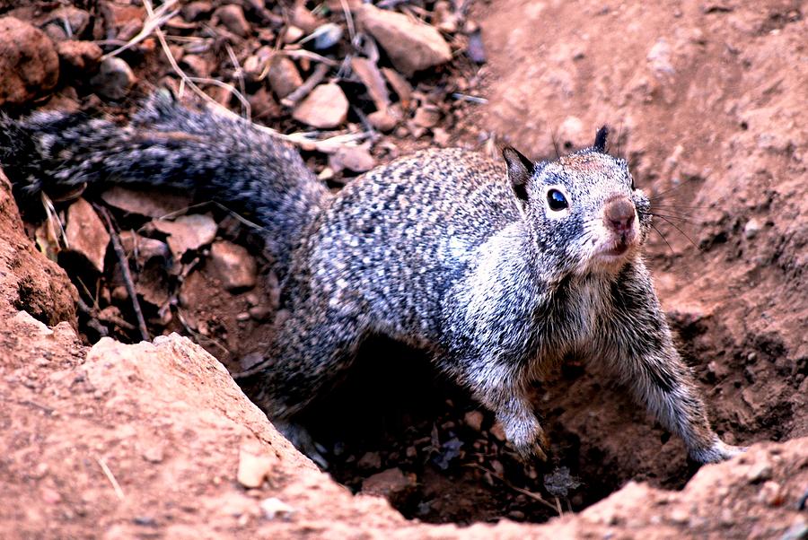 Wildlife Photograph - Squirrel in a Hole by Matt Quest