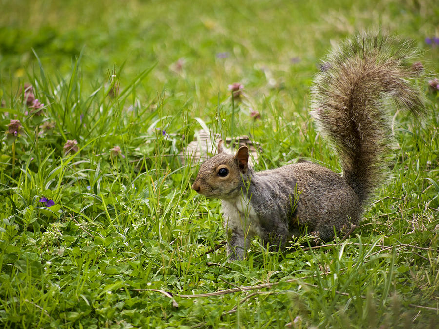 Squirrel in a Spring Field Photograph by Rachel Morrison