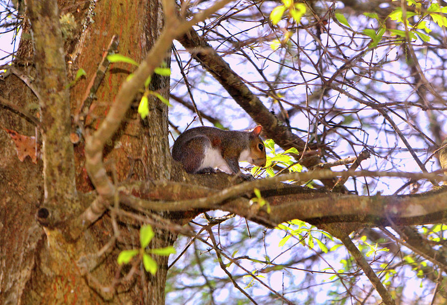 Squirrel In A Tree 003 Photograph by George Bostian