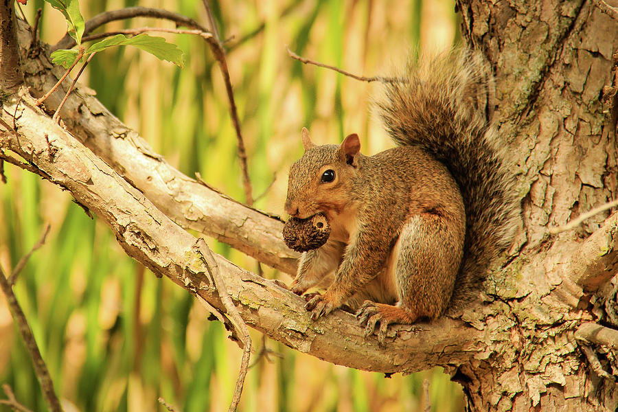 Squirrel in a Tree in the Marsh Photograph by Joni Eskridge