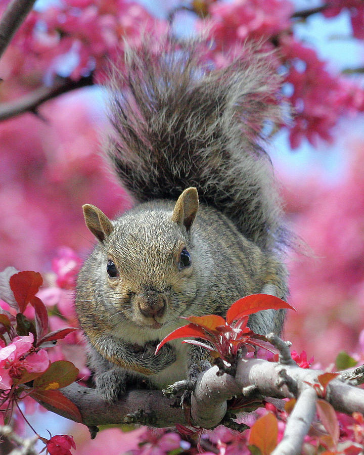 Squirrel in apple blossoms Photograph by Doris Potter