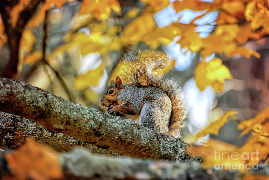 Squirrel in Autumn Photograph by Kerri Farley of New River Nature