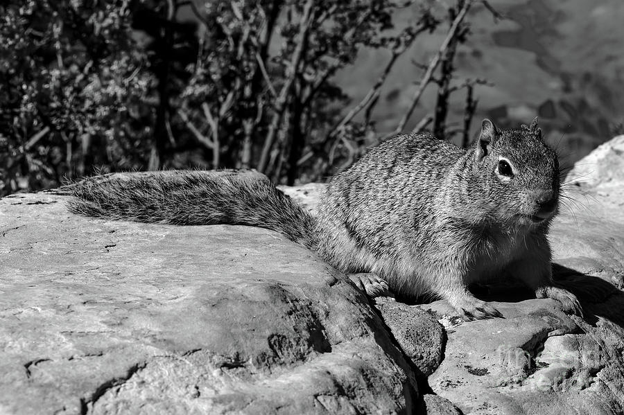 Squirrel in Black and White Photograph by Charlene Gauld