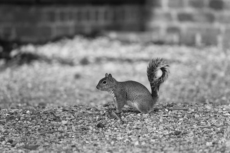 Squirrel in Black and White Photograph by Lara Morrison