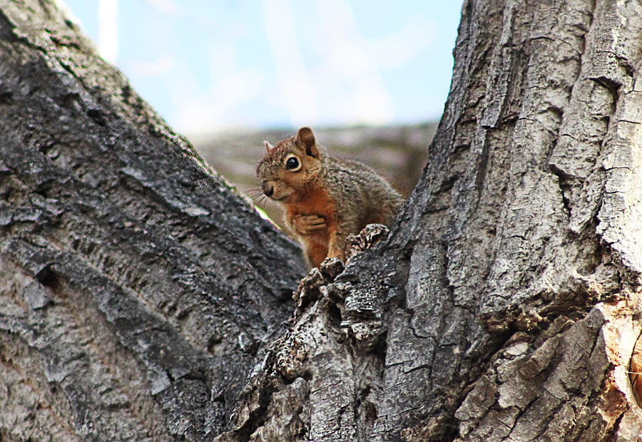 Squirrel in Cottonwood Tree Photograph by Gerri Duke