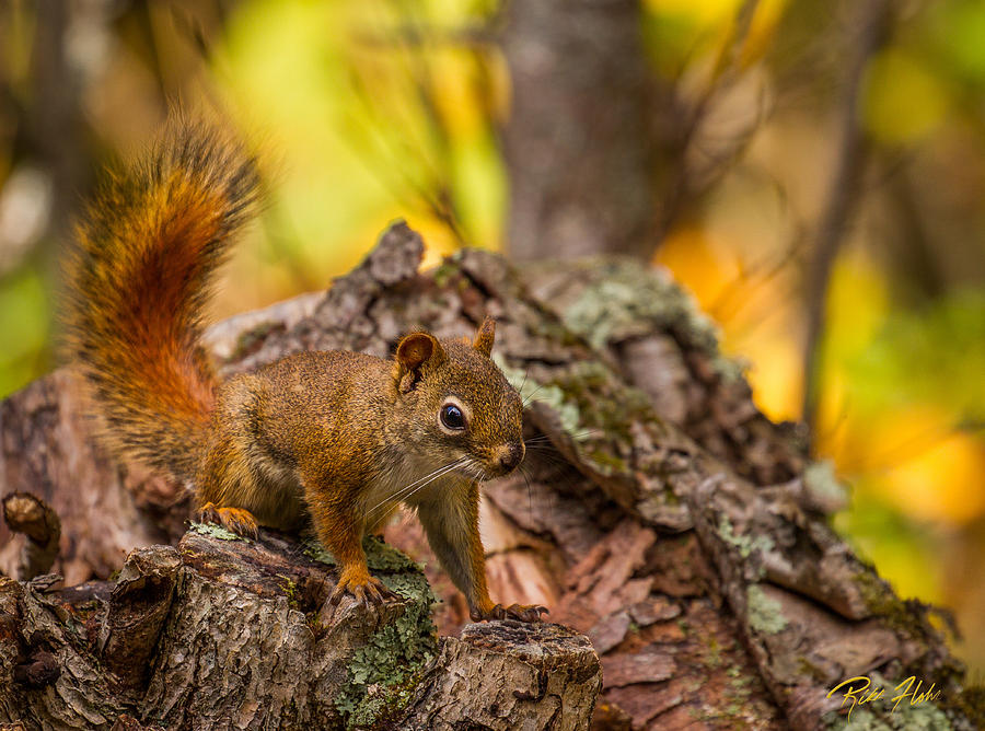 Squirrel in fall colors Photograph by Rikk Flohr