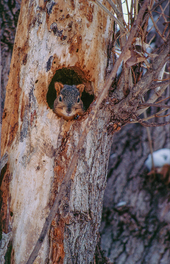 Squirrel in Hollow Tree Photograph by David Drew
