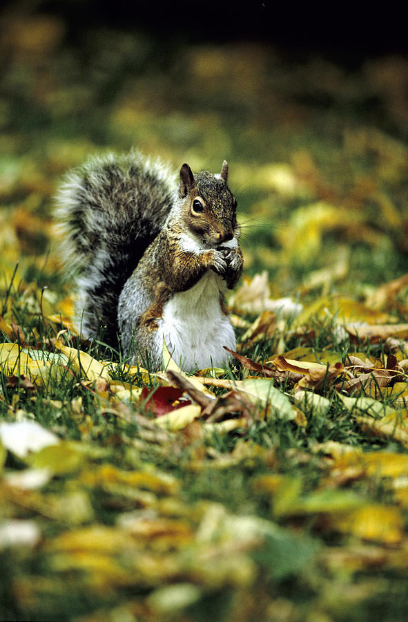 Squirrel in Leaves Photograph by Steve Somerville