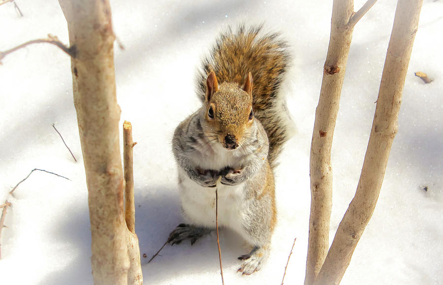 Squirrel in Snow Photograph by Alison Frank