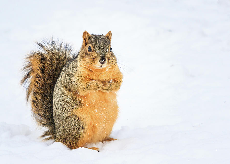 Squirrel In Snow Photograph