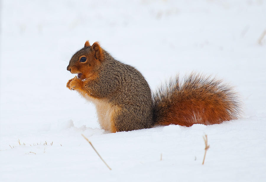Fox Squirrel in Snow Photograph by Stephen Schwiesow