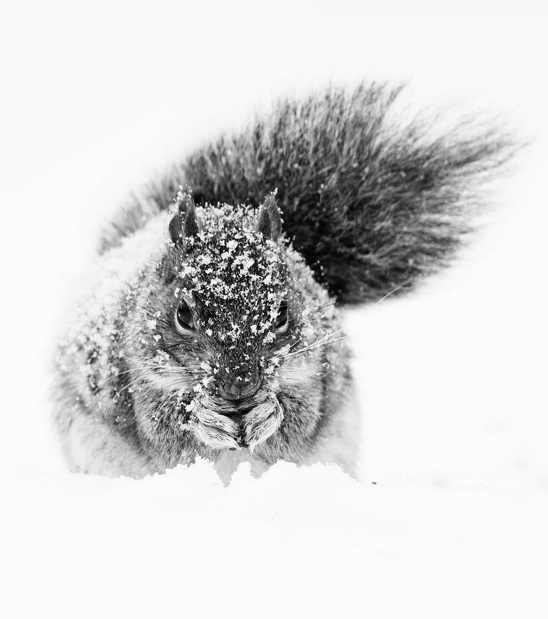 Squirrel in Snow Storm Photograph by Mircea Costina Photography