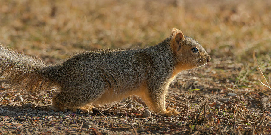 Squirrel In Snowless Winter Photograph by Yeates Photography