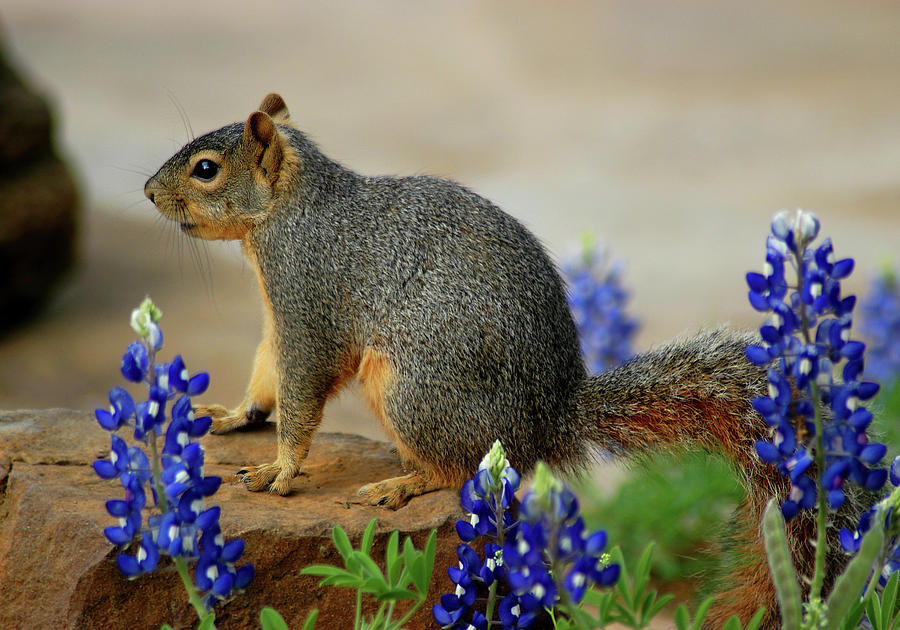 Squirrel in Texas Bluebonnets Photograph by Ted Keller