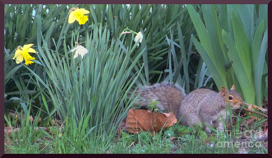 Squirrel in the Flowers Photograph by Charles Robinson
