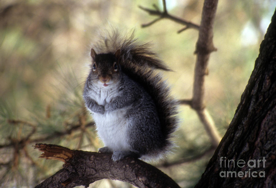 Squirrel In The Garden Photograph by Mark Gilman