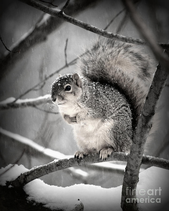 Winter Photograph - Squirrel  In The Maple Tree 2 by Lila Fisher-Wenzel