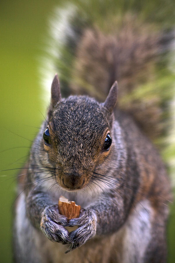 Squirrel in the Park Photograph by John Rocha - Fine Art America