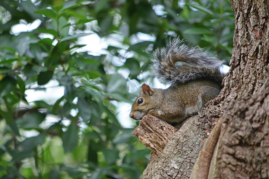 Squirrel In The Tree Photograph