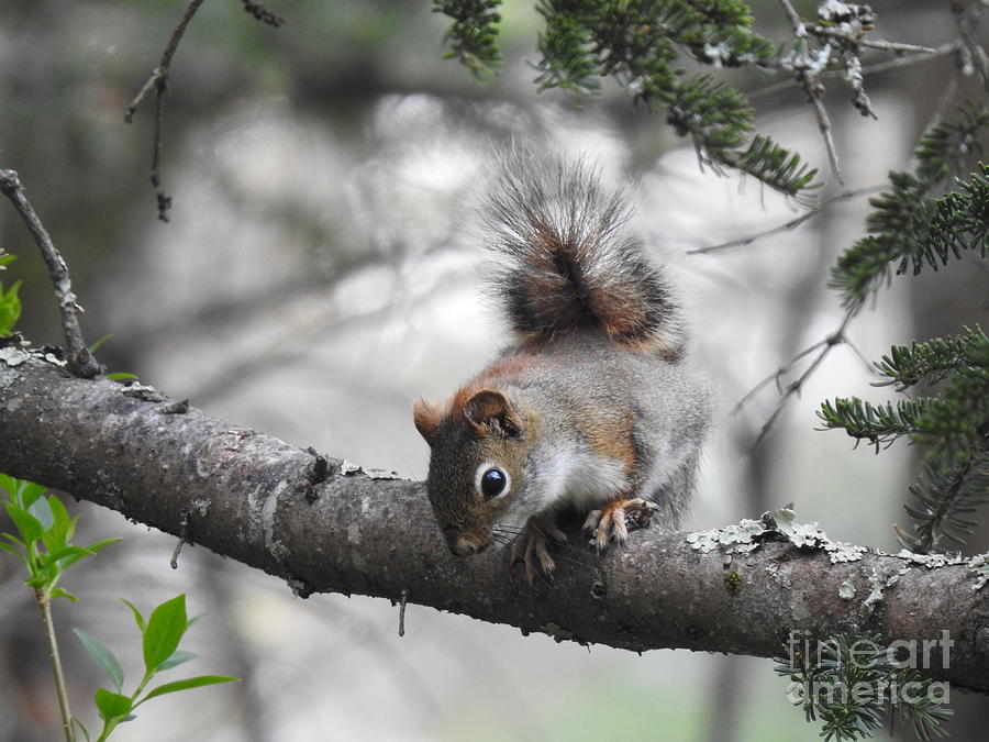 Squirrel In The Trees Photograph