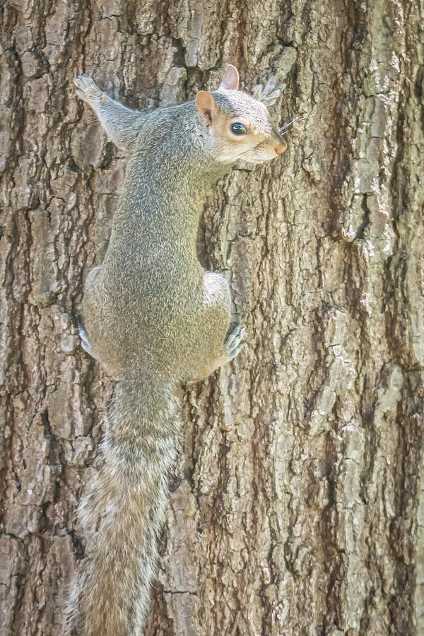 Squirrel In The Wilderness Photograph by Alex Grichenko