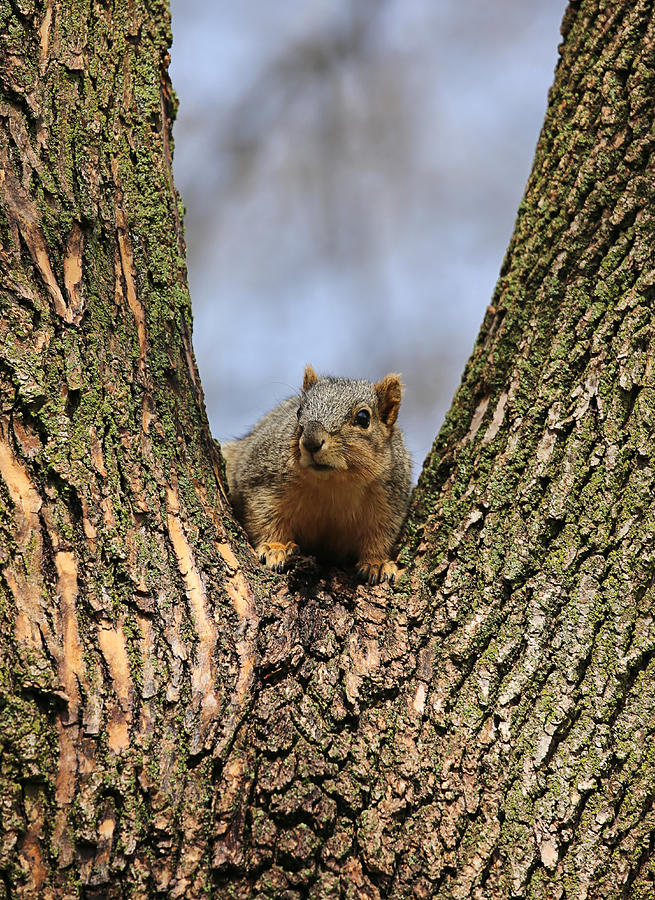 Squirrel In Tree Fork Photograph by Theresa Campbell