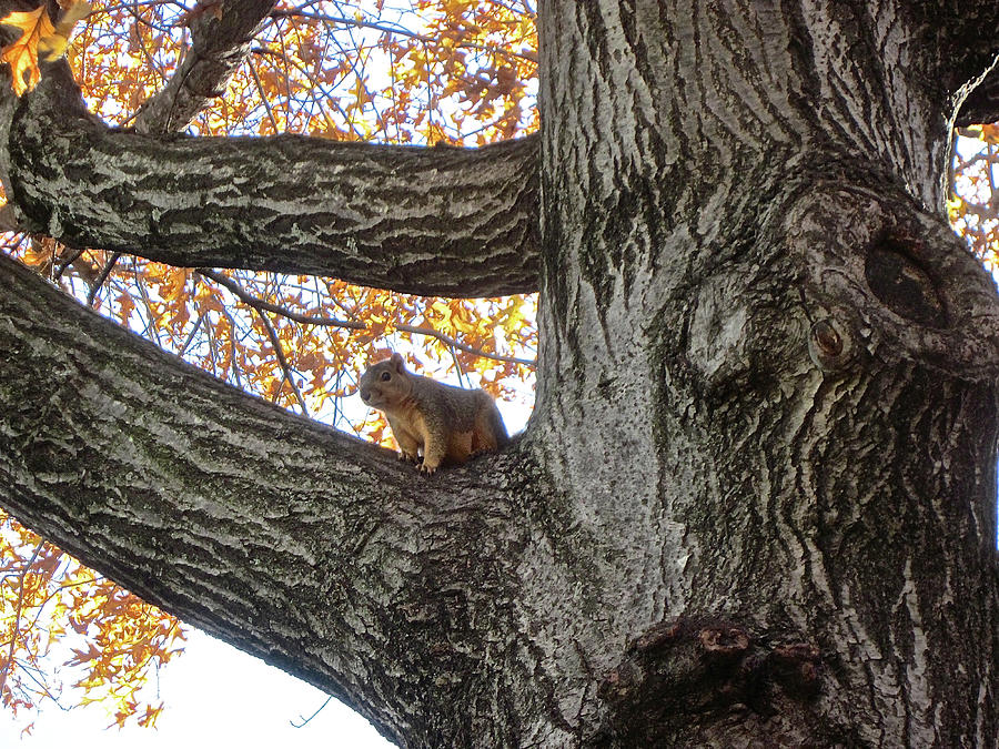 Fall Photograph - Squirrel in Tree by Janet K Wilcox