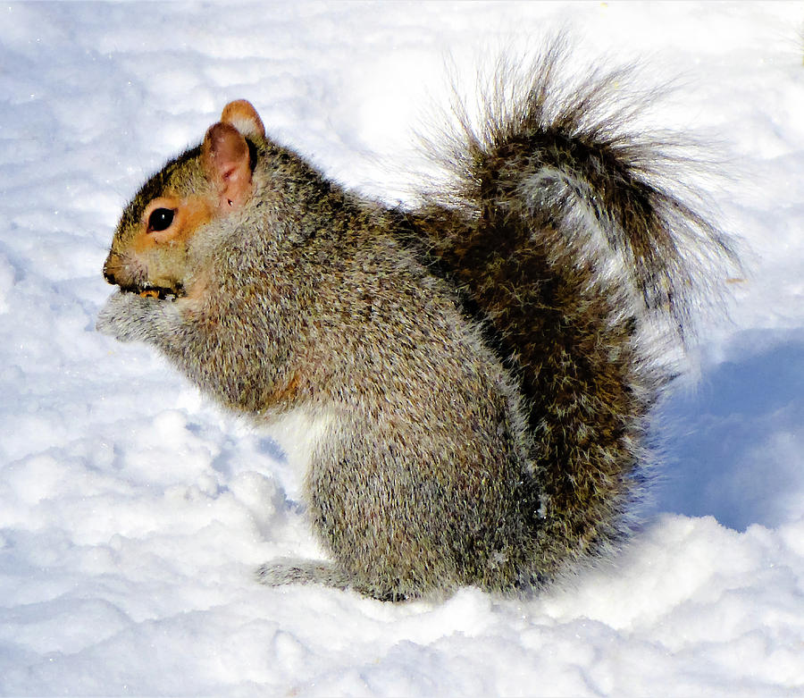 Squirrel in Winter Photograph by Cristina Stefan