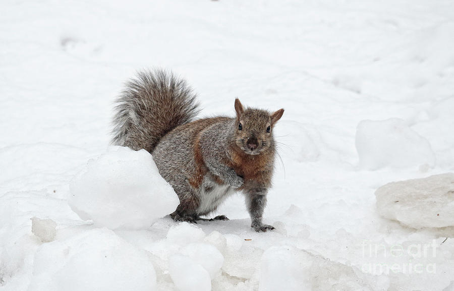 Squirrel in Winter Snow Photograph by Charline Xia