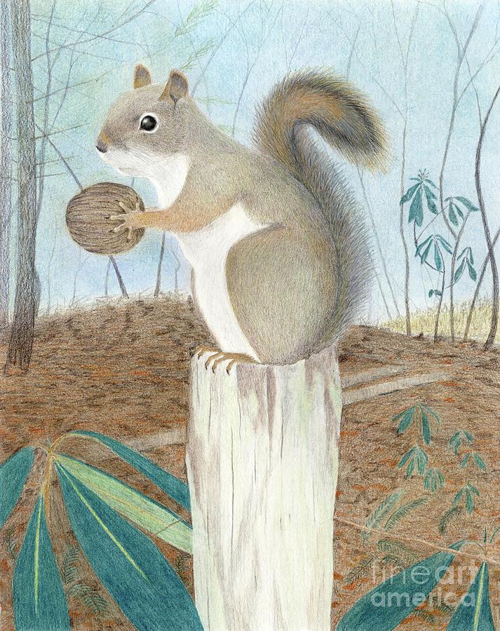 Squirrel Drawing by Jackie Irwin
