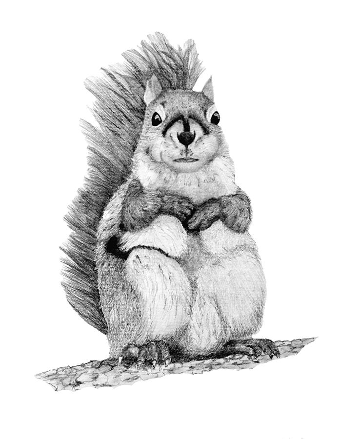Squirrel Drawing by John Stuart Webbstock