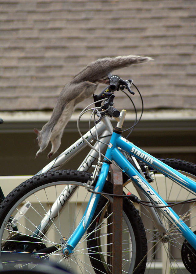 Squirrel Jumping off Bike Photograph by Ben Upham III