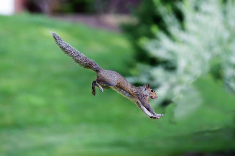 Squirrel jumping to safe haven Photograph by Dan Friend