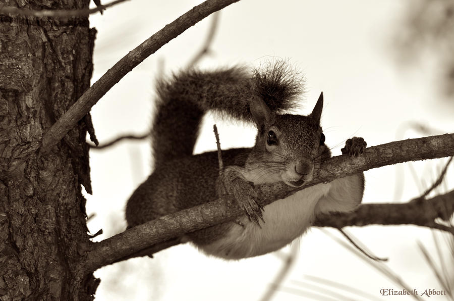 Animal Photograph - Squirrel Just Hanging Out by Elizabeth Abbott