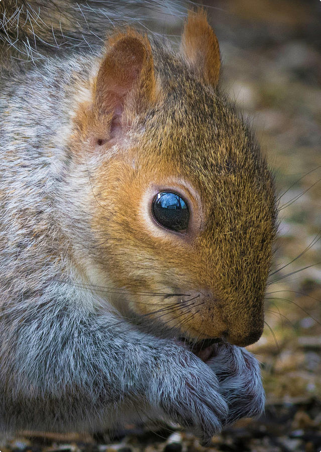 Squirrel Photograph by Kenneth Cole