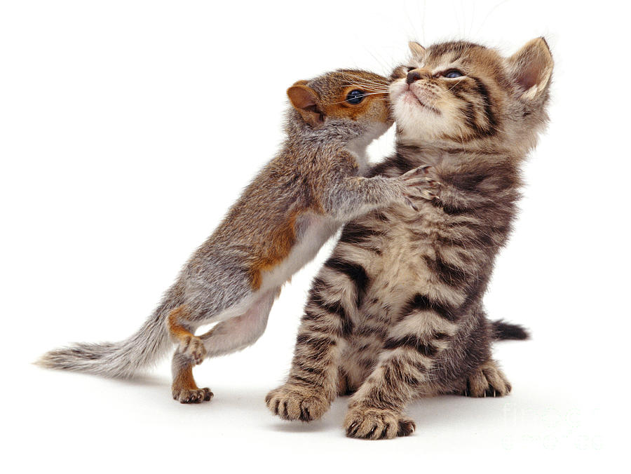 Squirrel Kiss Photograph by Warren Photographic