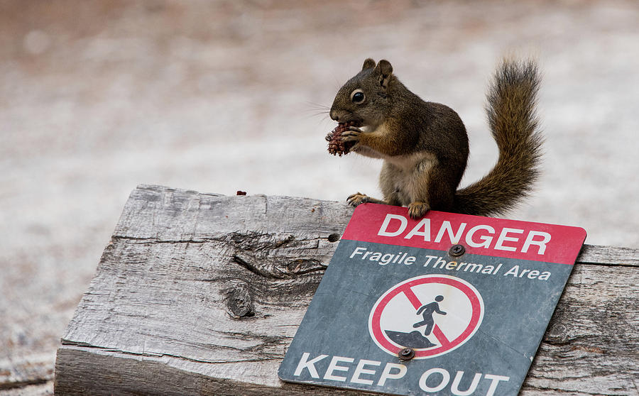 Squirrel Laughs at Danger Photograph by Jennifer Ancker