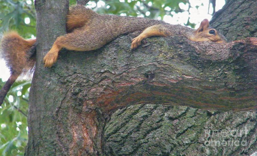 Squirrel Laying Down On Oak Tree October Indiana Photograph by Rory Cubel