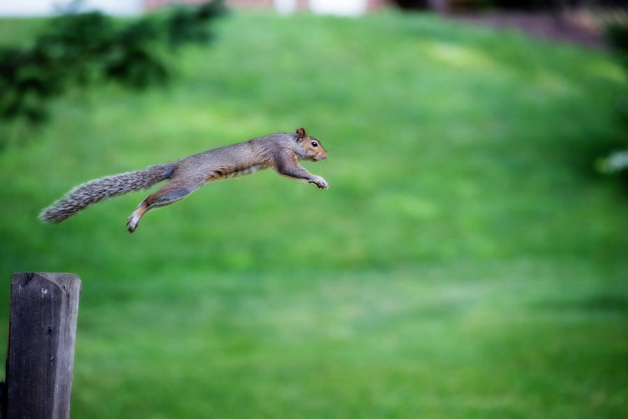 Squirrel leaping to safety Photograph by Dan Friend