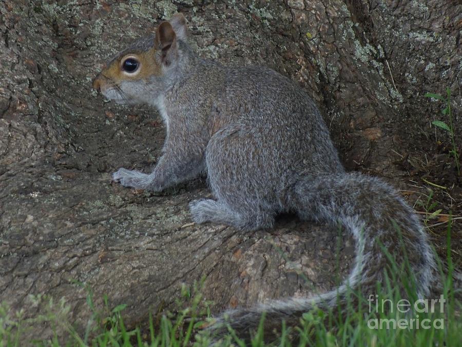 Squirrel Photograph - Squirrel by Lita Kelley Squirrel Photograph - Squirrel by Lita Kelley