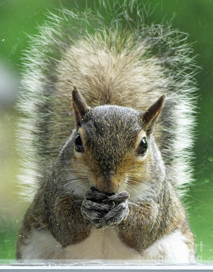 Squirrel  Photograph by Lizi Beard-Ward
